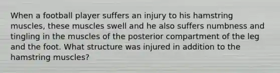 When a football player suffers an injury to his hamstring muscles, these muscles swell and he also suffers numbness and tingling in the muscles of the posterior compartment of the leg and the foot. What structure was injured in addition to the hamstring muscles?