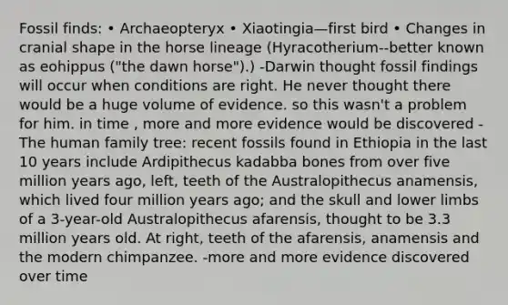 Fossil finds: • Archaeopteryx • Xiaotingia—first bird • Changes in cranial shape in the horse lineage (Hyracotherium--better known as eohippus ("the dawn horse").) -Darwin thought fossil findings will occur when conditions are right. He never thought there would be a huge volume of evidence. so this wasn't a problem for him. in time , more and more evidence would be discovered -The human family tree: recent fossils found in Ethiopia in the last 10 years include Ardipithecus kadabba bones from over five million years ago, left, teeth of the Australopithecus anamensis, which lived four million years ago; and the skull and lower limbs of a 3-year-old Australopithecus afarensis, thought to be 3.3 million years old. At right, teeth of the afarensis, anamensis and the modern chimpanzee. -more and more evidence discovered over time