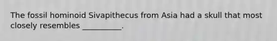 The fossil hominoid Sivapithecus from Asia had a skull that most closely resembles __________.