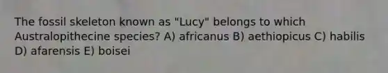 The fossil skeleton known as "Lucy" belongs to which Australopithecine species? A) africanus B) aethiopicus C) habilis D) afarensis E) boisei