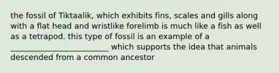 the fossil of Tiktaalik, which exhibits fins, scales and gills along with a flat head and wristlike forelimb is much like a fish as well as a tetrapod. this type of fossil is an example of a _________________________ which supports the idea that animals descended from a common ancestor