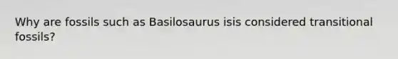 Why are fossils such as Basilosaurus isis considered transitional fossils?