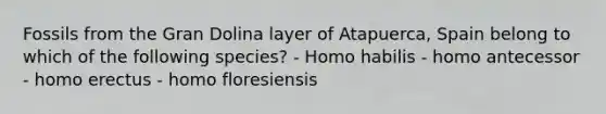 Fossils from the Gran Dolina layer of Atapuerca, Spain belong to which of the following species? - Homo habilis - homo antecessor - homo erectus - homo floresiensis