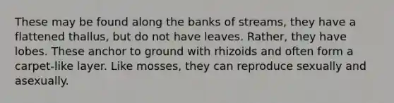 These may be found along the banks of streams, they have a flattened thallus, but do not have leaves. Rather, they have lobes. These anchor to ground with rhizoids and often form a carpet-like layer. Like mosses, they can reproduce sexually and asexually.