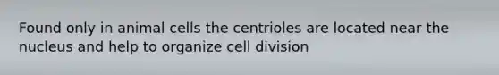 Found only in animal cells the centrioles are located near the nucleus and help to organize cell division