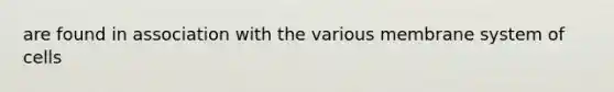 are found in association with the various membrane system of cells