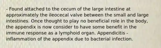 - Found attached to the cecum of the large intestine at approximately the ileocecal valve between the small and large intestines. Once thought to play no beneficial role in the body, the appendix is now consider to have some benefit in the immune response as a lymphoid organ. Appendicitis - inflammation of the appendix due to bacterial infection.