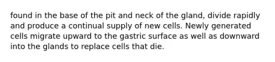 found in the base of the pit and neck of the gland, divide rapidly and produce a continual supply of new cells. Newly generated cells migrate upward to the gastric surface as well as downward into the glands to replace cells that die.