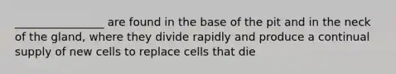 ________________ are found in the base of the pit and in the neck of the gland, where they divide rapidly and produce a continual supply of new cells to replace cells that die