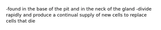 -found in the base of the pit and in the neck of the gland -divide rapidly and produce a continual supply of new cells to replace cells that die