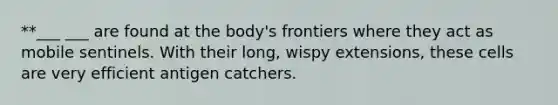 **___ ___ are found at the body's frontiers where they act as mobile sentinels. With their long, wispy extensions, these cells are very efficient antigen catchers.