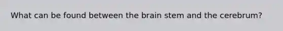 What can be found between the brain stem and the cerebrum?