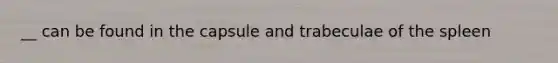 __ can be found in the capsule and trabeculae of the spleen