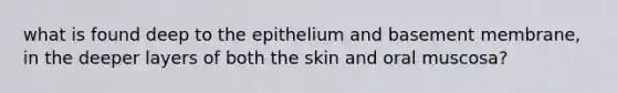 what is found deep to the epithelium and basement membrane, in the deeper layers of both the skin and oral muscosa?