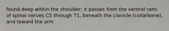 found deep within the shoulder; it passes from the ventral rami of <a href='https://www.questionai.com/knowledge/kyBL1dWgAx-spinal-nerves' class='anchor-knowledge'>spinal nerves</a> C5 through T1, beneath the clavicle (collarbone), and toward the arm