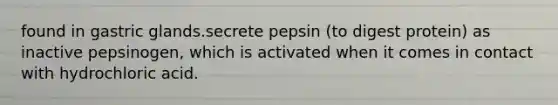 found in gastric glands.secrete pepsin (to digest protein) as inactive pepsinogen, which is activated when it comes in contact with hydrochloric acid.