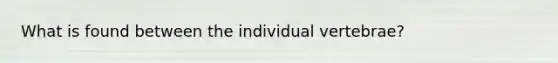 What is found between the individual vertebrae?