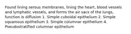 Found lining serous membranes, lining the heart, blood vessels and lymphatic vessels, and forms the air sacs of the lungs, function is diffusion 1. Simple cuboidal epithelium 2. Simple squamous epithelium 3. Simple columnar epithelium 4. Pseudostratified columnar epithelium