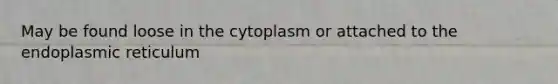 May be found loose in the cytoplasm or attached to the endoplasmic reticulum