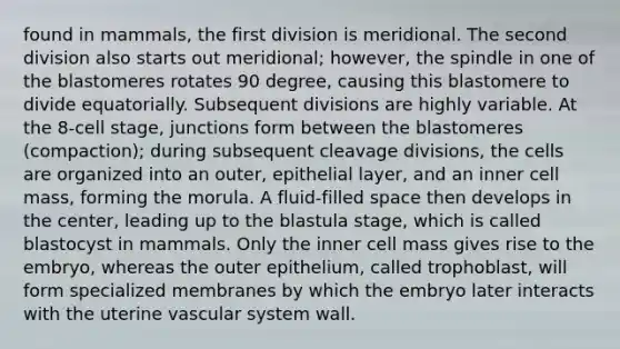 found in mammals, the first division is meridional. The second division also starts out meridional; however, the spindle in one of the blastomeres rotates 90 degree, causing this blastomere to divide equatorially. Subsequent divisions are highly variable. At the 8-cell stage, junctions form between the blastomeres (compaction); during subsequent cleavage divisions, the cells are organized into an outer, epithelial layer, and an inner cell mass, forming the morula. A fluid-filled space then develops in the center, leading up to the blastula stage, which is called blastocyst in mammals. Only the inner cell mass gives rise to the embryo, whereas the outer epithelium, called trophoblast, will form specialized membranes by which the embryo later interacts with the uterine vascular system wall.