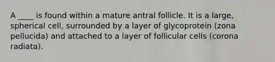 A ____ is found within a mature antral follicle. It is a large, spherical cell, surrounded by a layer of glycoprotein (zona pellucida) and attached to a layer of follicular cells (corona radiata).