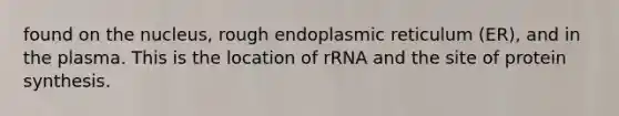 found on the nucleus, rough endoplasmic reticulum (ER), and in the plasma. This is the location of rRNA and the site of protein synthesis. ​