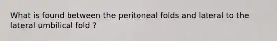 What is found between the peritoneal folds and lateral to the lateral umbilical fold ?