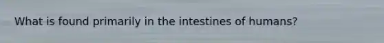 What is found primarily in the intestines of humans?