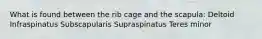 What is found between the rib cage and the scapula: Deltoid Infraspinatus Subscapularis Supraspinatus Teres minor