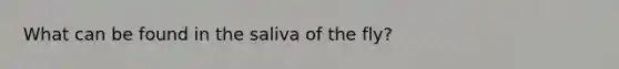 What can be found in the saliva of the fly?