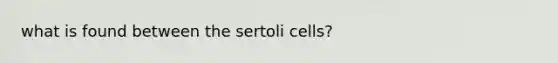 what is found between the sertoli cells?