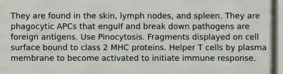 They are found in the skin, lymph nodes, and spleen. They are phagocytic APCs that engulf and break down pathogens are foreign antigens. Use Pinocytosis. Fragments displayed on cell surface bound to class 2 MHC proteins. Helper T cells by plasma membrane to become activated to initiate immune response.