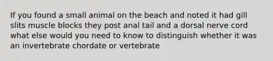 If you found a small animal on the beach and noted it had gill slits muscle blocks they post anal tail and a dorsal nerve cord what else would you need to know to distinguish whether it was an invertebrate chordate or vertebrate