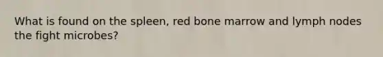 What is found on the spleen, red bone marrow and lymph nodes the fight microbes?