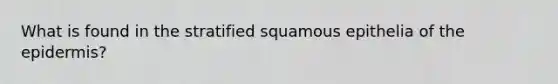 What is found in the stratified squamous epithelia of the epidermis?