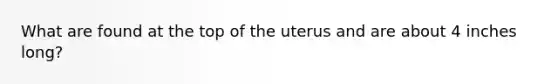 What are found at the top of the uterus and are about 4 inches long?