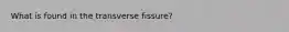 What is found in the transverse fissure?