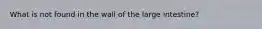 What is not found in the wall of the large intestine?