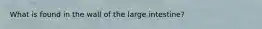 What is found in the wall of the large intestine?