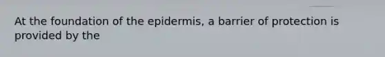 At the foundation of <a href='https://www.questionai.com/knowledge/kBFgQMpq6s-the-epidermis' class='anchor-knowledge'>the epidermis</a>, a barrier of protection is provided by the