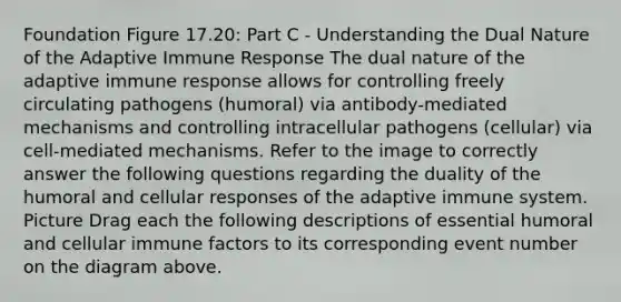 Foundation Figure 17.20: Part C - Understanding the Dual Nature of the Adaptive Immune Response The dual nature of the adaptive immune response allows for controlling freely circulating pathogens (humoral) via antibody-mediated mechanisms and controlling intracellular pathogens (cellular) via cell-mediated mechanisms. Refer to the image to correctly answer the following questions regarding the duality of the humoral and cellular responses of the adaptive immune system. Picture Drag each the following descriptions of essential humoral and cellular immune factors to its corresponding event number on the diagram above.