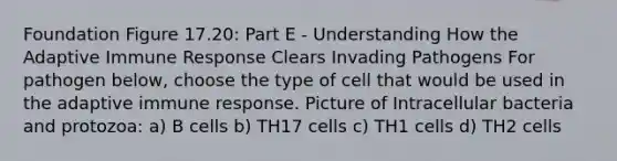 Foundation Figure 17.20: Part E - Understanding How the Adaptive Immune Response Clears Invading Pathogens For pathogen below, choose the type of cell that would be used in the adaptive immune response. Picture of Intracellular bacteria and protozoa: a) B cells b) TH17 cells c) TH1 cells d) TH2 cells