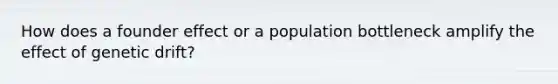 How does a founder effect or a population bottleneck amplify the effect of genetic drift?