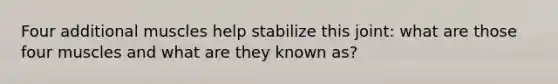 Four additional muscles help stabilize this joint: what are those four muscles and what are they known as?