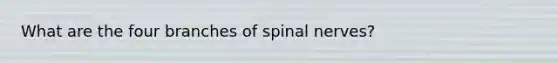 What are the four branches of <a href='https://www.questionai.com/knowledge/kyBL1dWgAx-spinal-nerves' class='anchor-knowledge'>spinal nerves</a>?