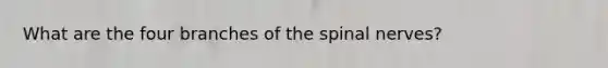 What are the four branches of the spinal nerves?