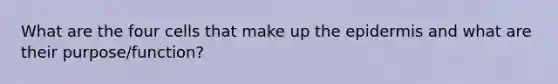 What are the four cells that make up the epidermis and what are their purpose/function?