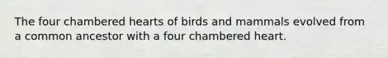 The four chambered hearts of birds and mammals evolved from a common ancestor with a four chambered heart.