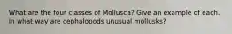 What are the four classes of Mollusca? Give an example of each. In what way are cephalopods unusual mollusks?