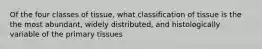 Of the four classes of tissue, what classification of tissue is the the most abundant, widely distributed, and histologically variable of the primary tissues